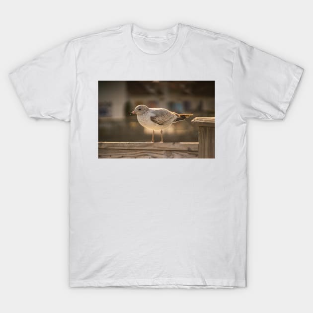 California gull in myrtle beach T-Shirt by KensLensDesigns